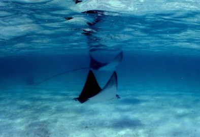 Ningaloo Reef Eagle Rays